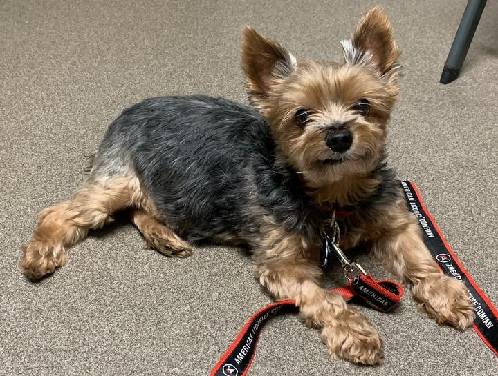 South Bend Pet Dentist